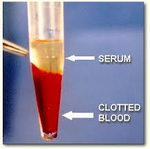 blood serum magnesium